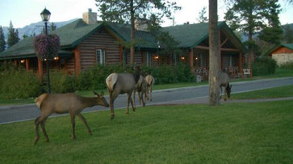 Shuttle Service to Every Where in Alberta