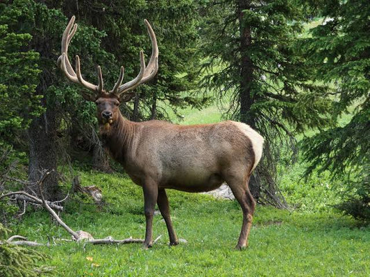 BANFF & CANMORE Tour - Sept 22